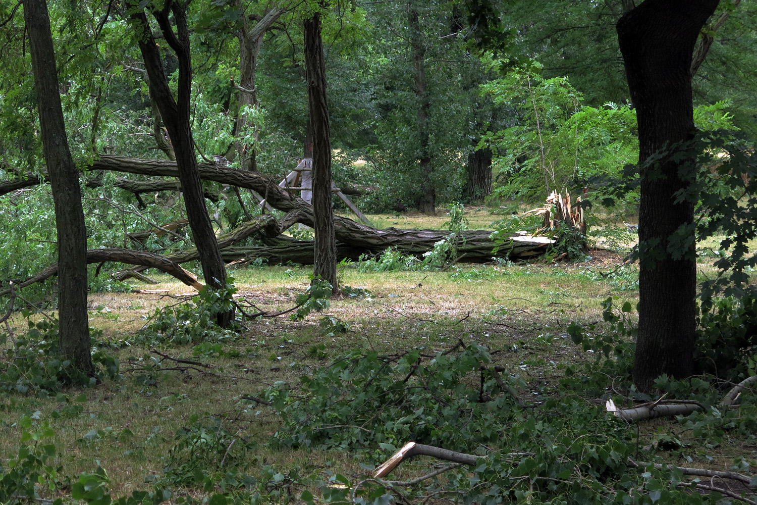 Illustration for article titled Kicsinálta a Népligetet a szerdai vihar