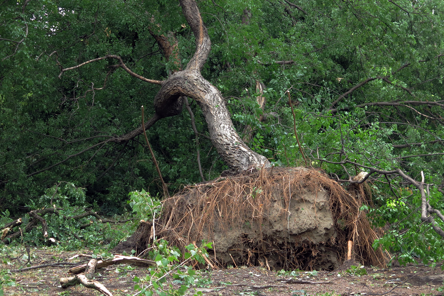 Illustration for article titled Kicsinálta a Népligetet a szerdai vihar