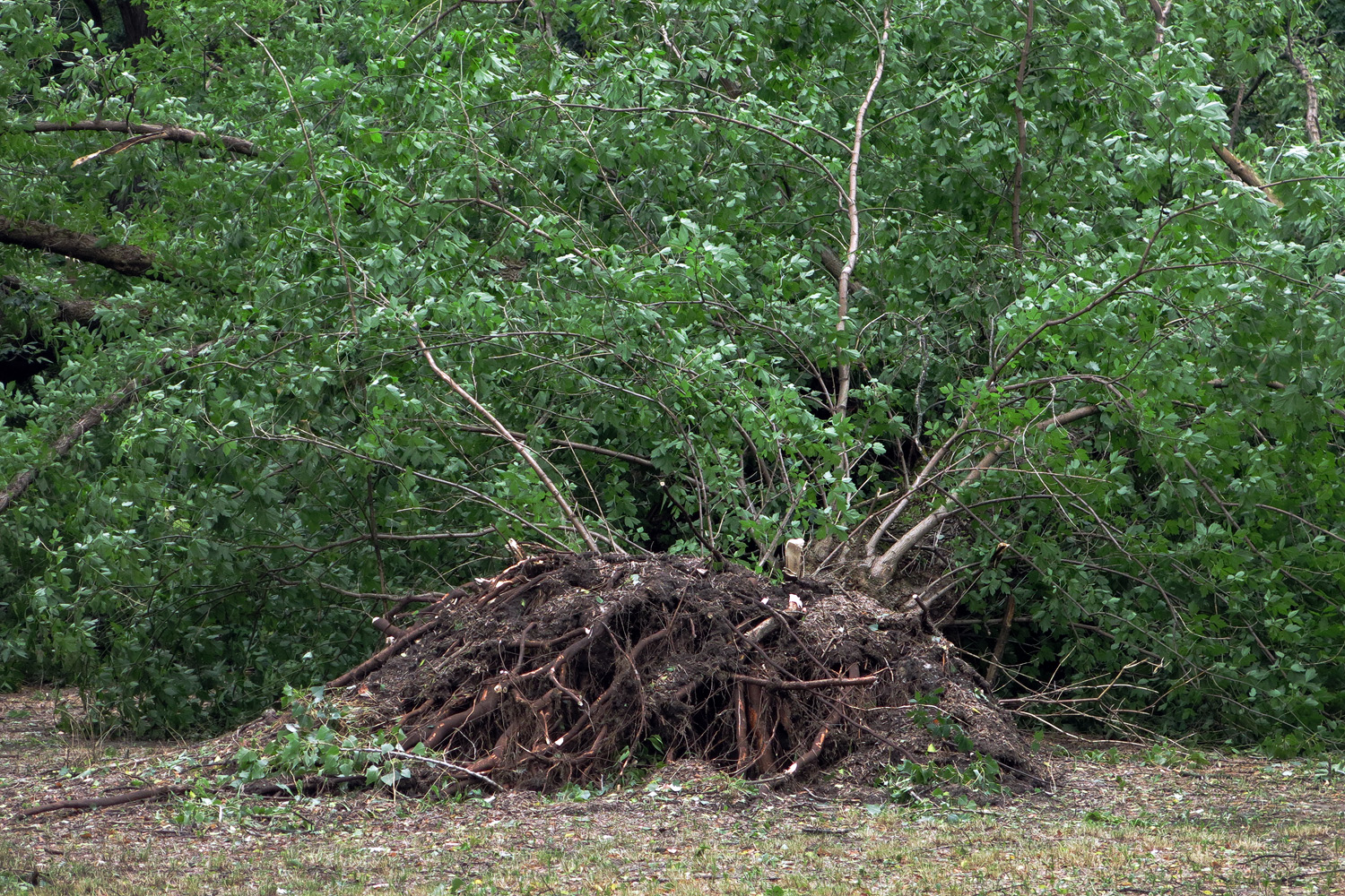 Illustration for article titled Kicsinálta a Népligetet a szerdai vihar