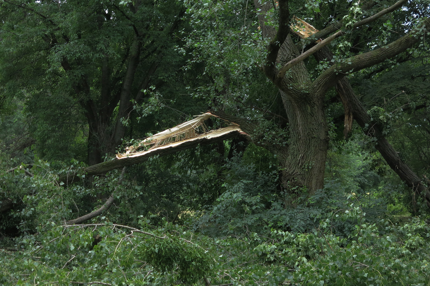 Illustration for article titled Kicsinálta a Népligetet a szerdai vihar