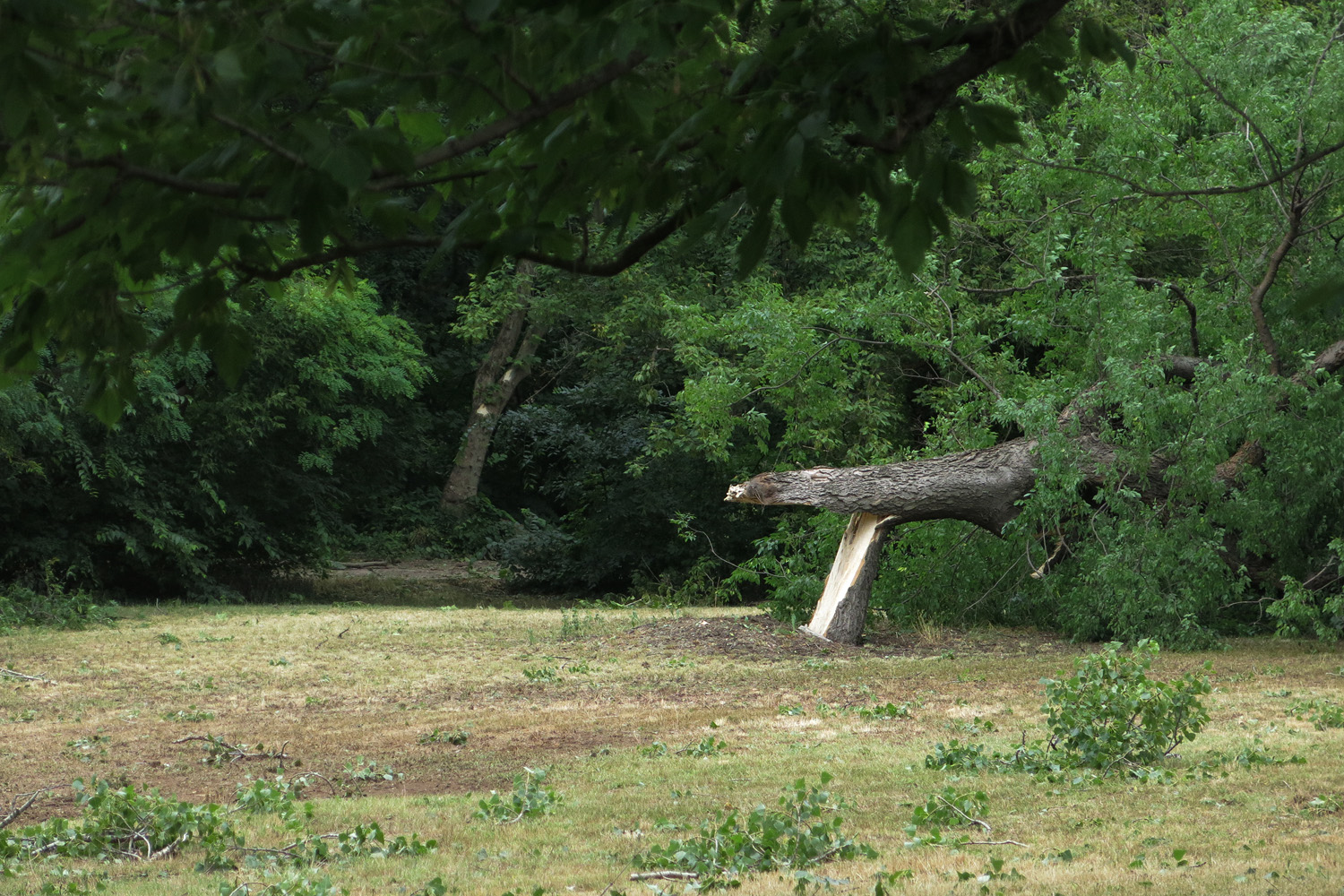 Illustration for article titled Kicsinálta a Népligetet a szerdai vihar