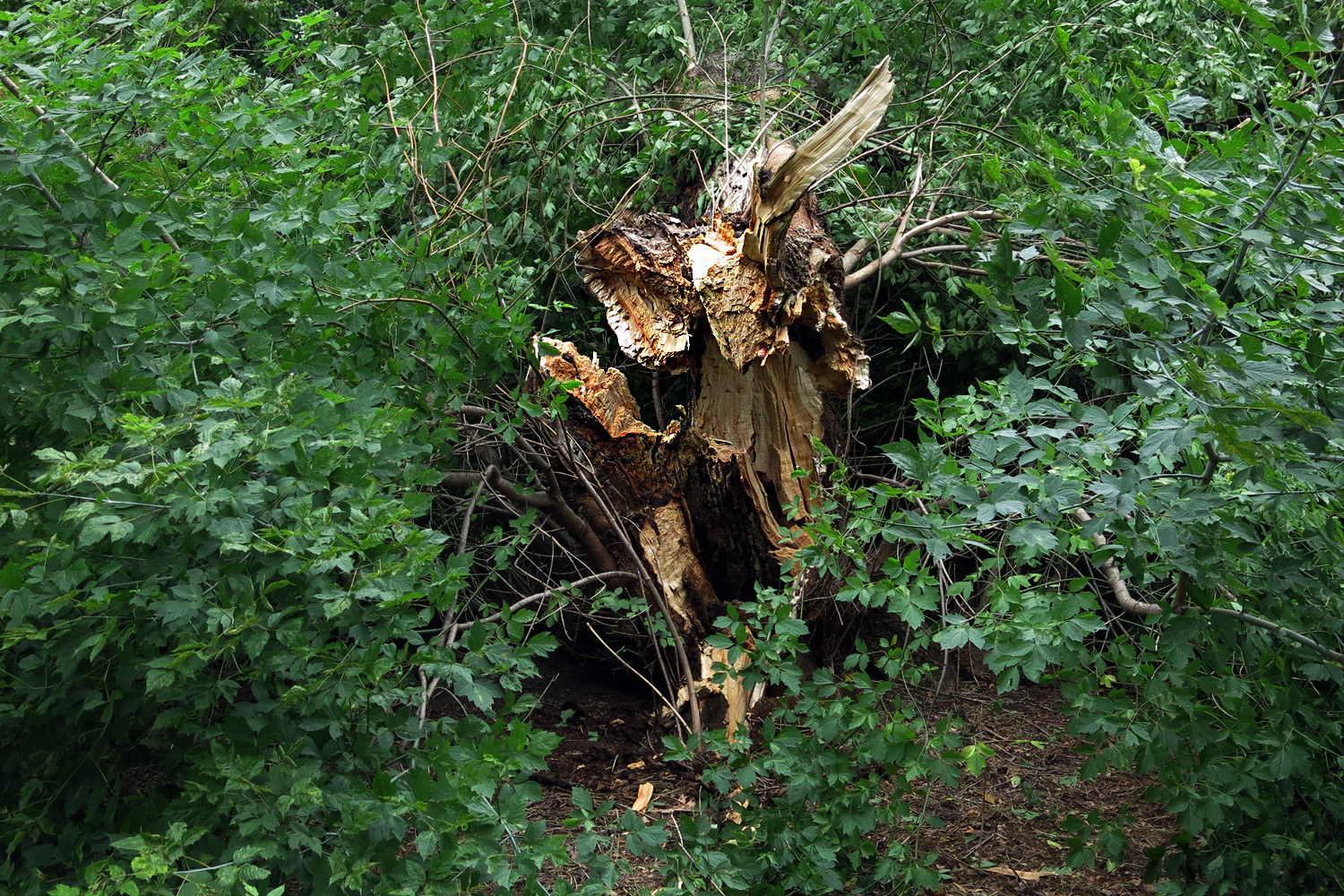 Illustration for article titled Kicsinálta a Népligetet a szerdai vihar