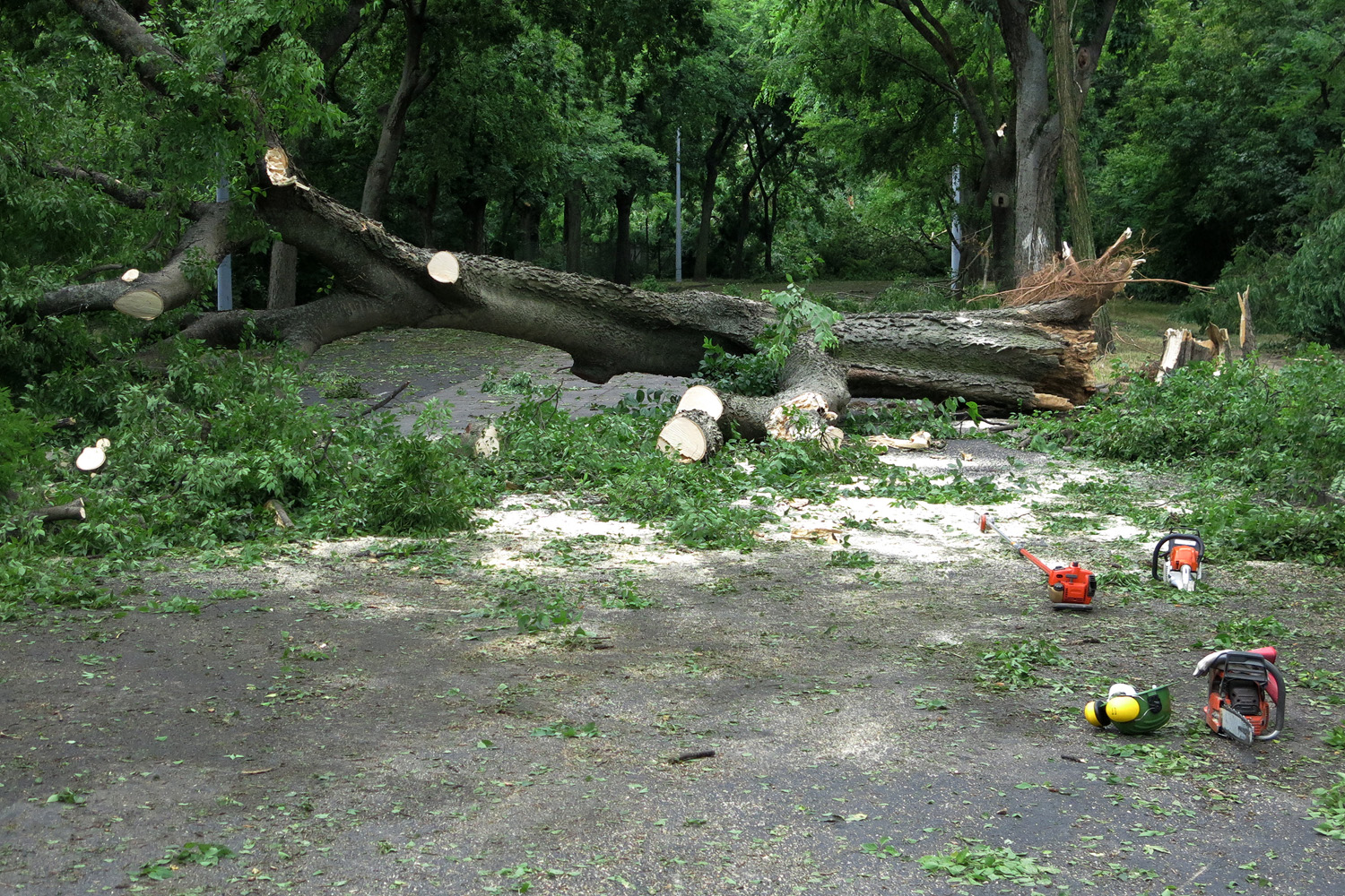 Illustration for article titled Kicsinálta a Népligetet a szerdai vihar