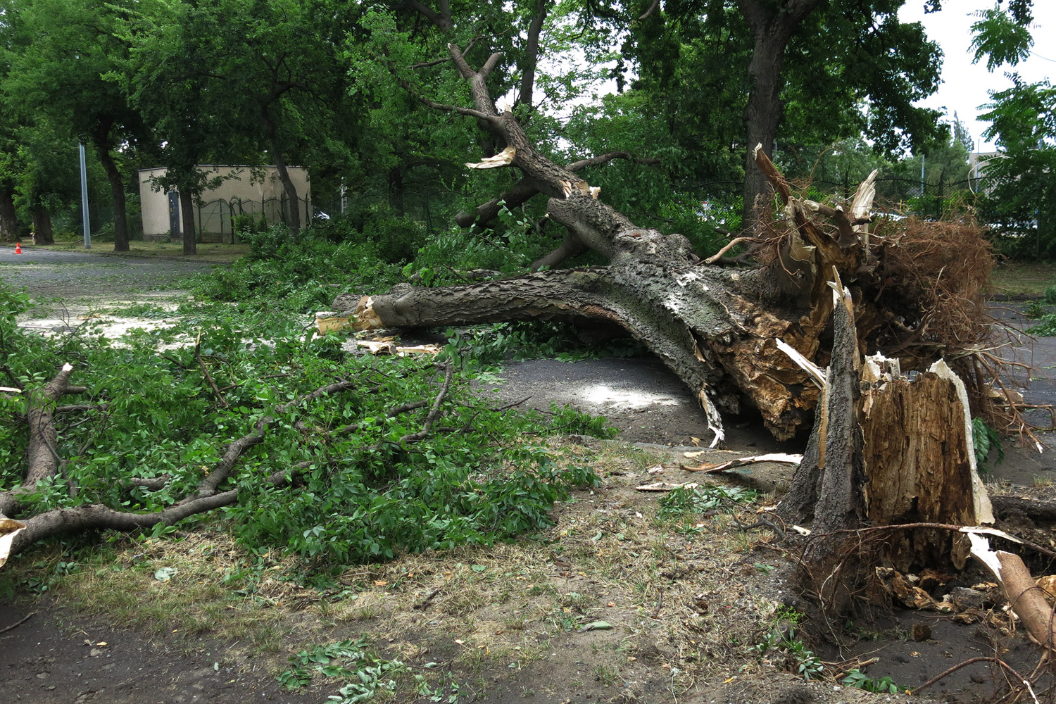 Illustration for article titled Kicsinálta a Népligetet a szerdai vihar