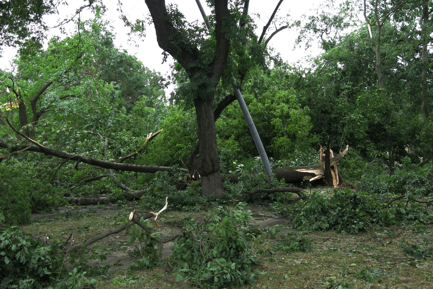 Illustration for article titled Kicsinálta a Népligetet a szerdai vihar