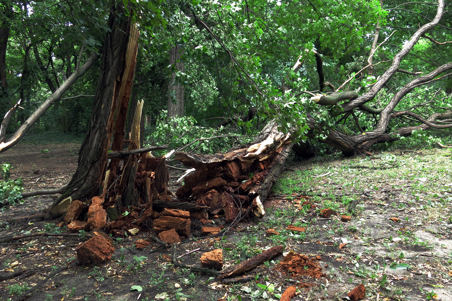 Illustration for article titled Kicsinálta a Népligetet a szerdai vihar