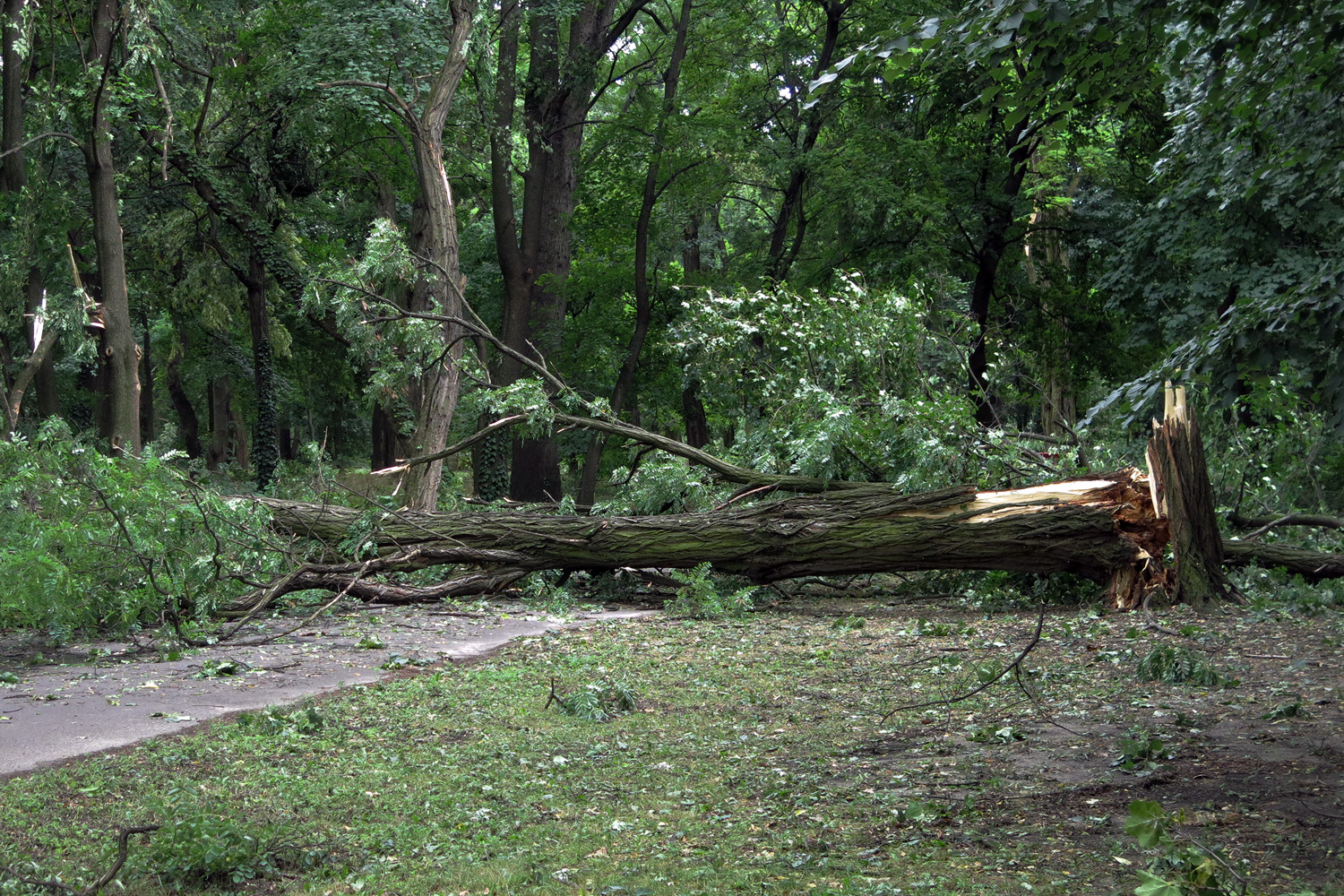 Illustration for article titled Kicsinálta a Népligetet a szerdai vihar