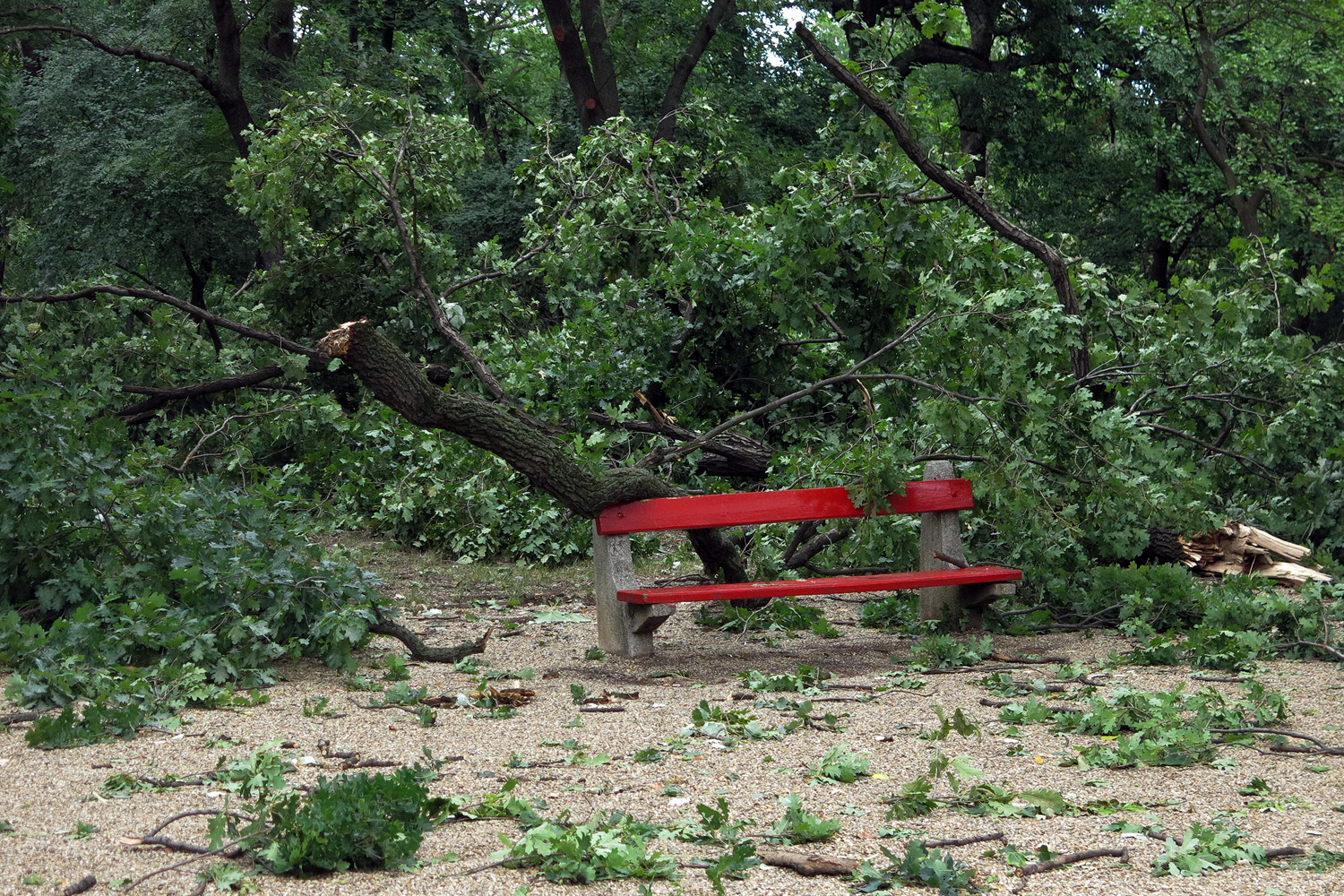 Illustration for article titled Kicsinálta a Népligetet a szerdai vihar