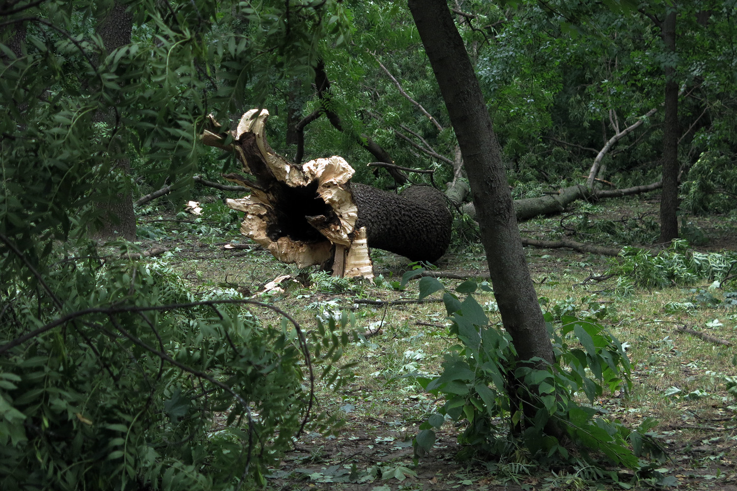 Illustration for article titled Kicsinálta a Népligetet a szerdai vihar