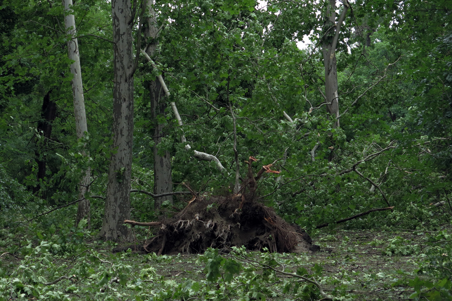 Illustration for article titled Kicsinálta a Népligetet a szerdai vihar