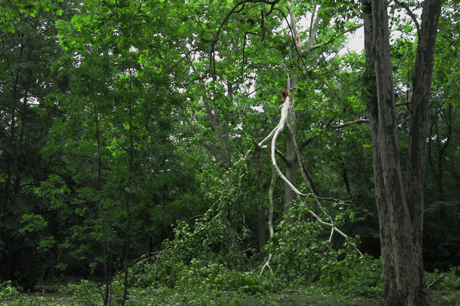 Illustration for article titled Kicsinálta a Népligetet a szerdai vihar