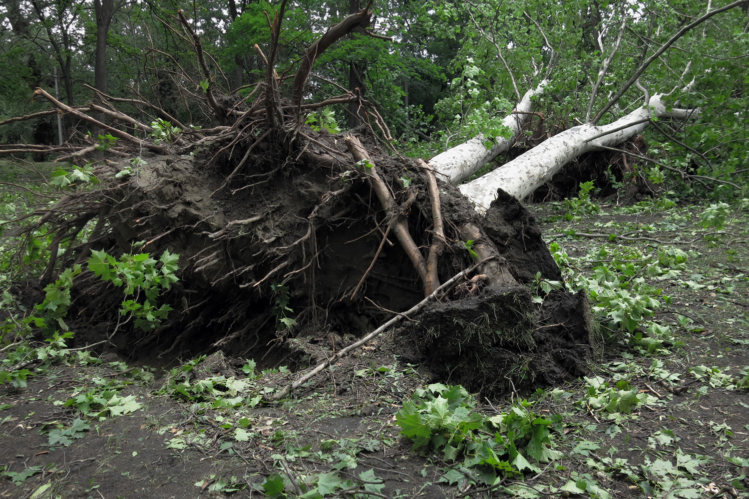 Illustration for article titled Kicsinálta a Népligetet a szerdai vihar