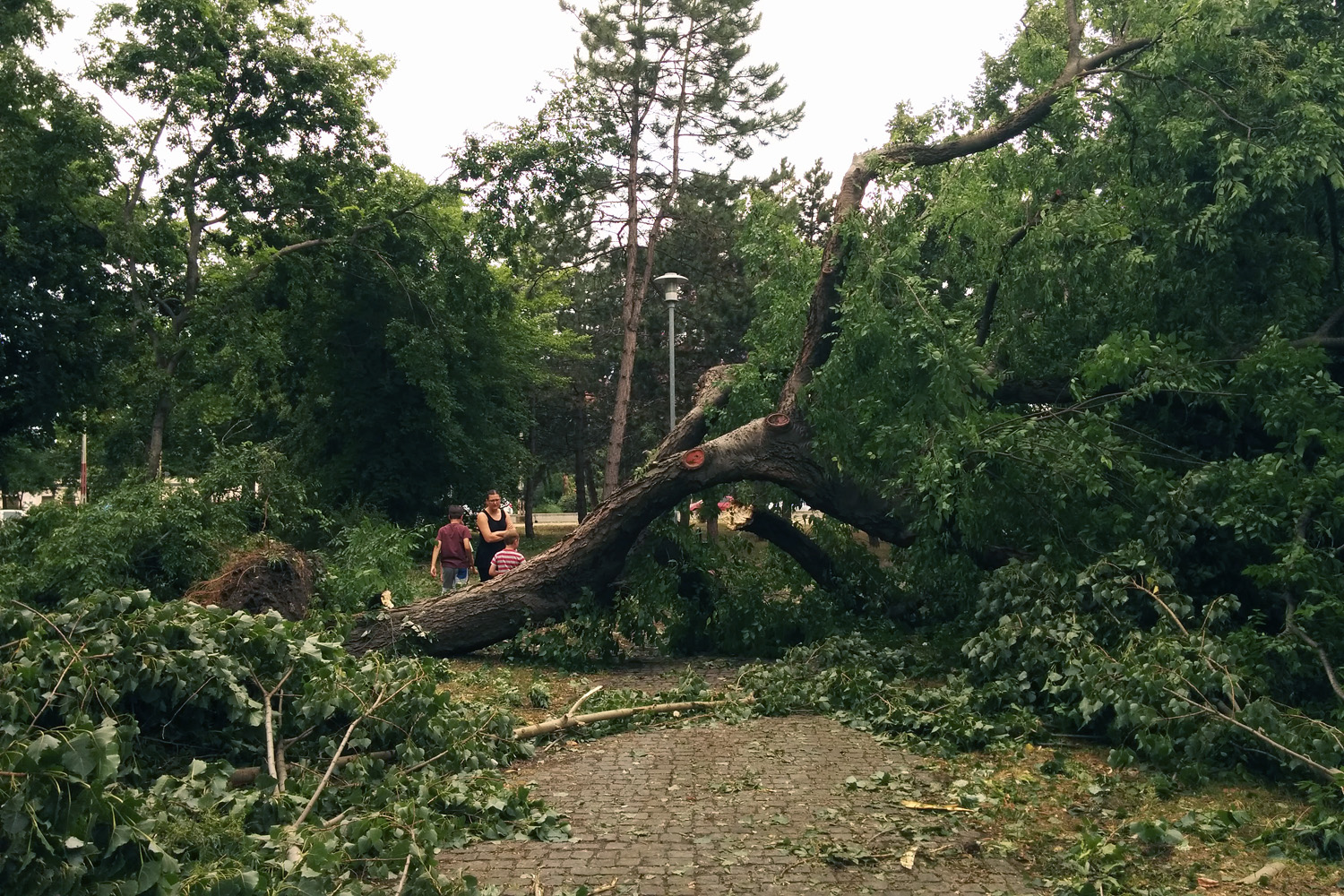 Illustration for article titled Kicsinálta a Népligetet a szerdai vihar