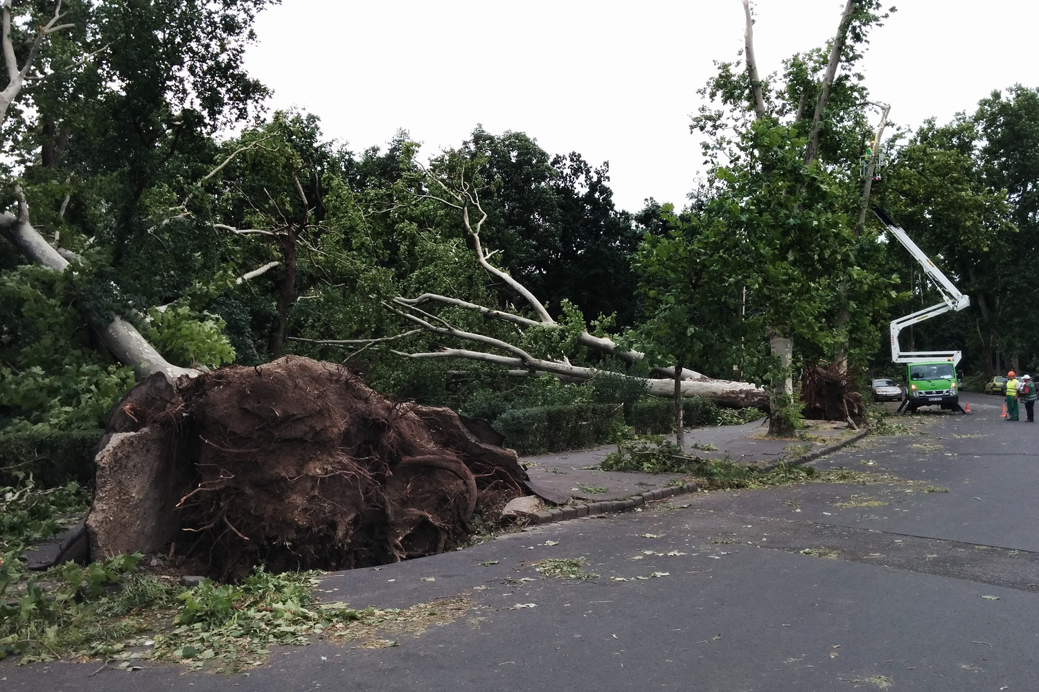 Illustration for article titled Kicsinálta a Népligetet a szerdai vihar