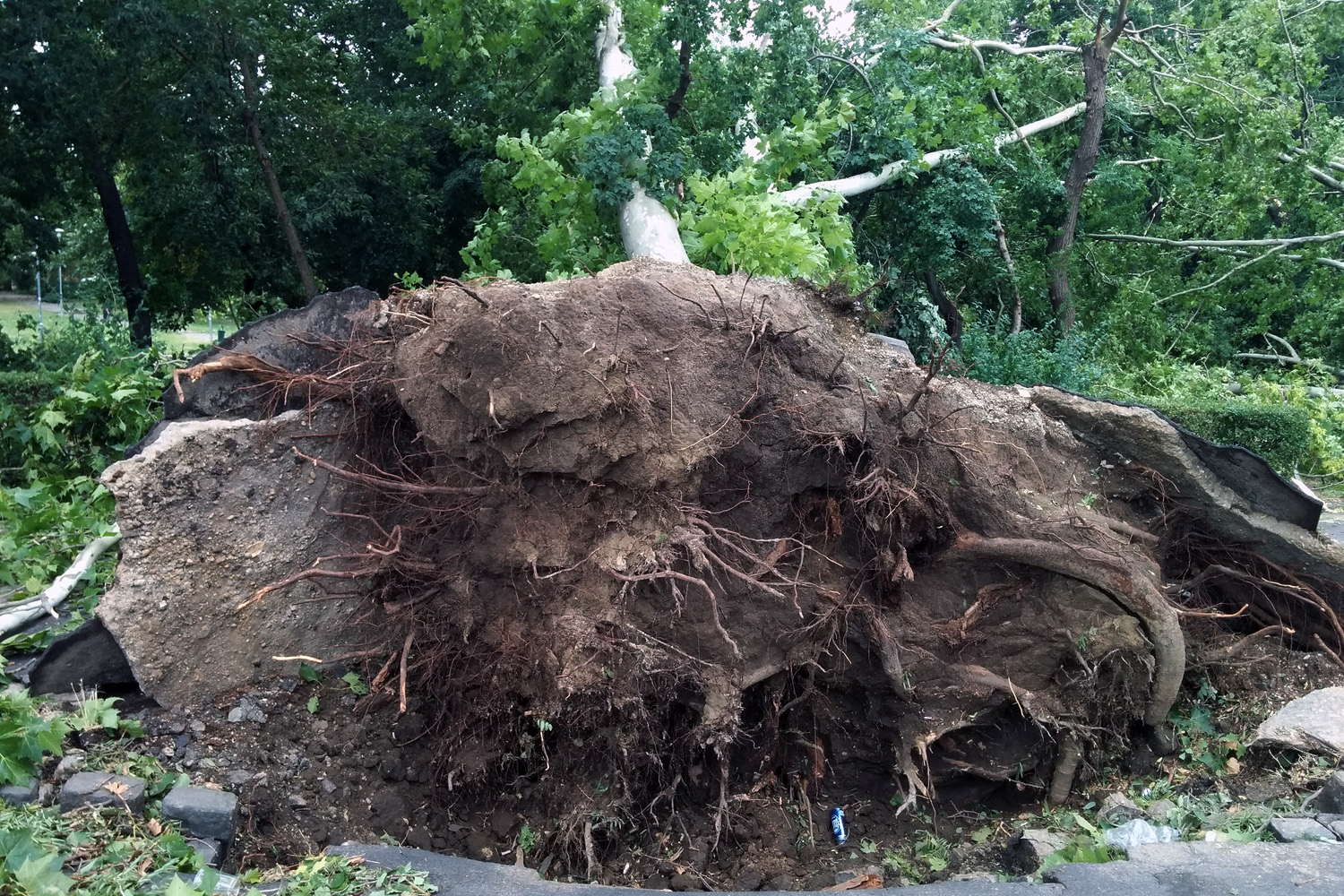 Illustration for article titled Kicsinálta a Népligetet a szerdai vihar