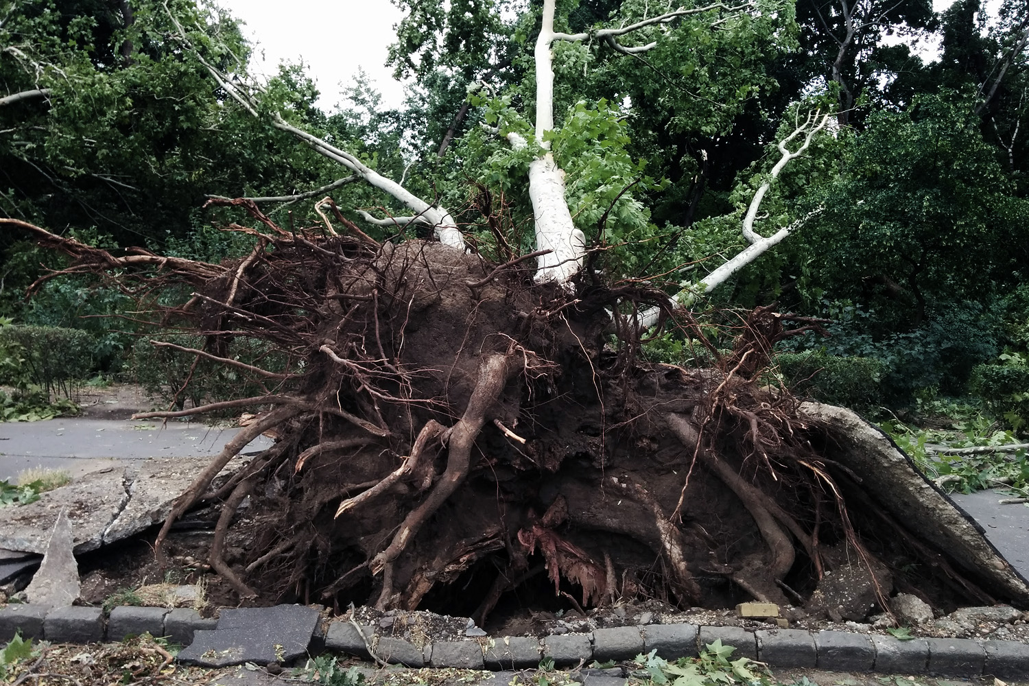 Illustration for article titled Kicsinálta a Népligetet a szerdai vihar