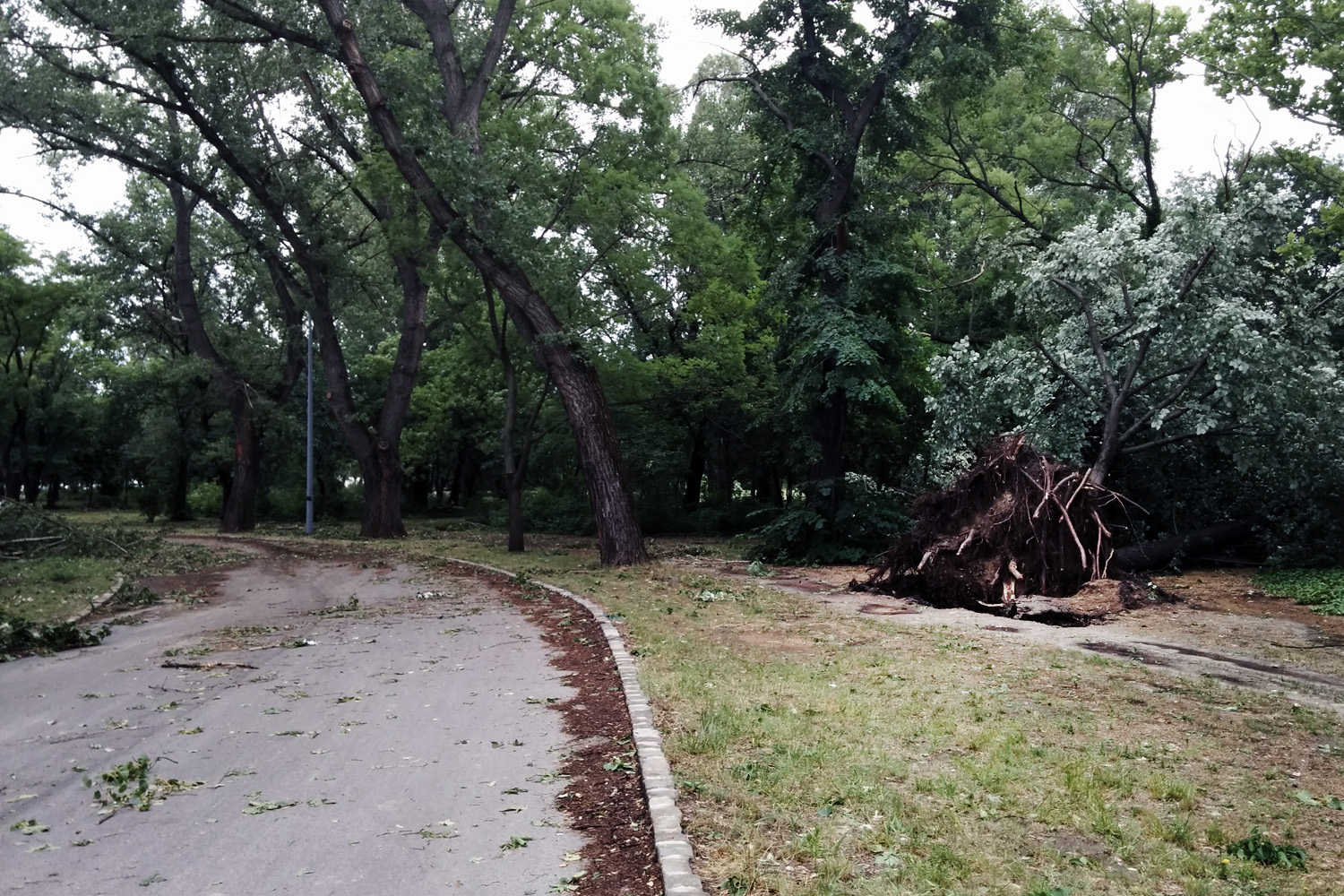 Illustration for article titled Kicsinálta a Népligetet a szerdai vihar