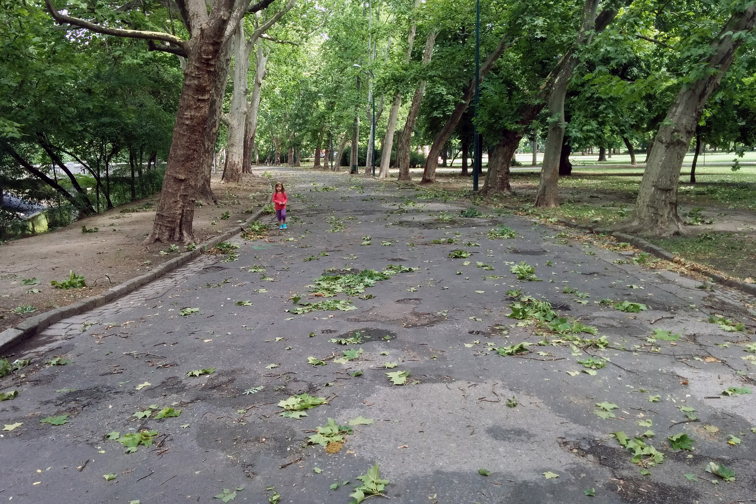 Illustration for article titled Kicsinálta a Népligetet a szerdai vihar