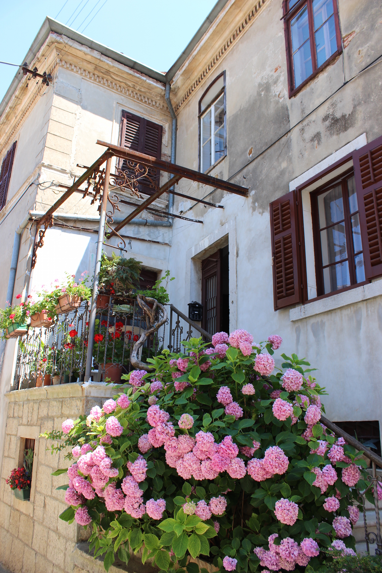 Illustration for article titled Tessék, itt vannak Feri hortenziái. Szépek?