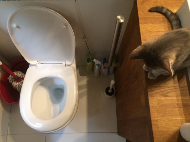 Az emberek hány százaléka pisili le a macskáját?