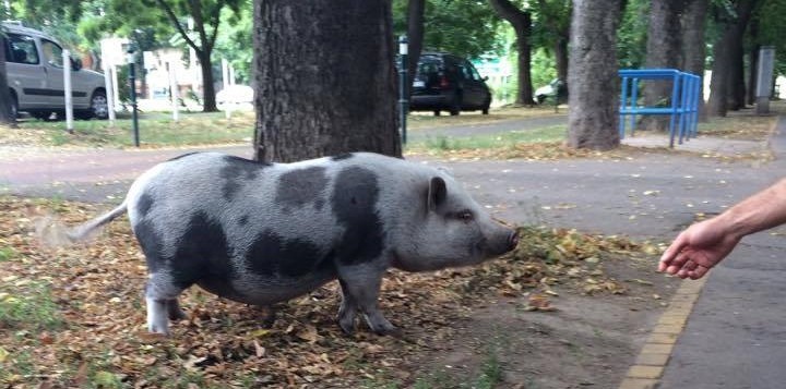 Nem a tiéd ez a Debrecenben talált amerikai törpemalac?