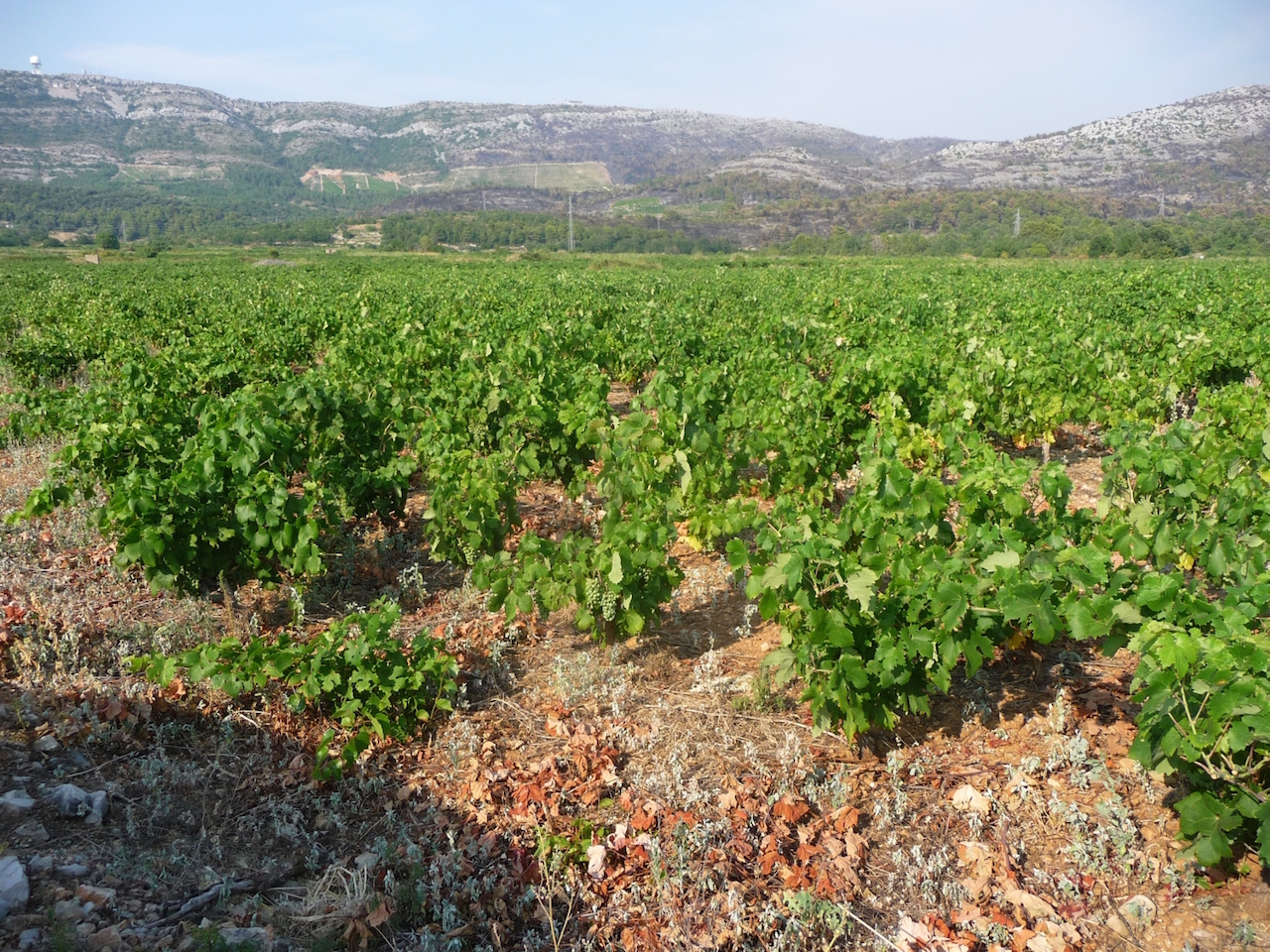 Illustration for article titled Az áram csak jön és megy – nyaralás és erdőtűz a Peljesac-félszigeten