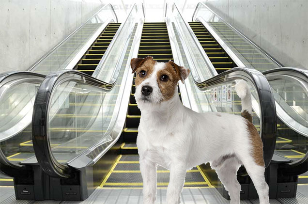 Na tessék: pont ma darálta be egy mozgólépcső egy kutya lábát