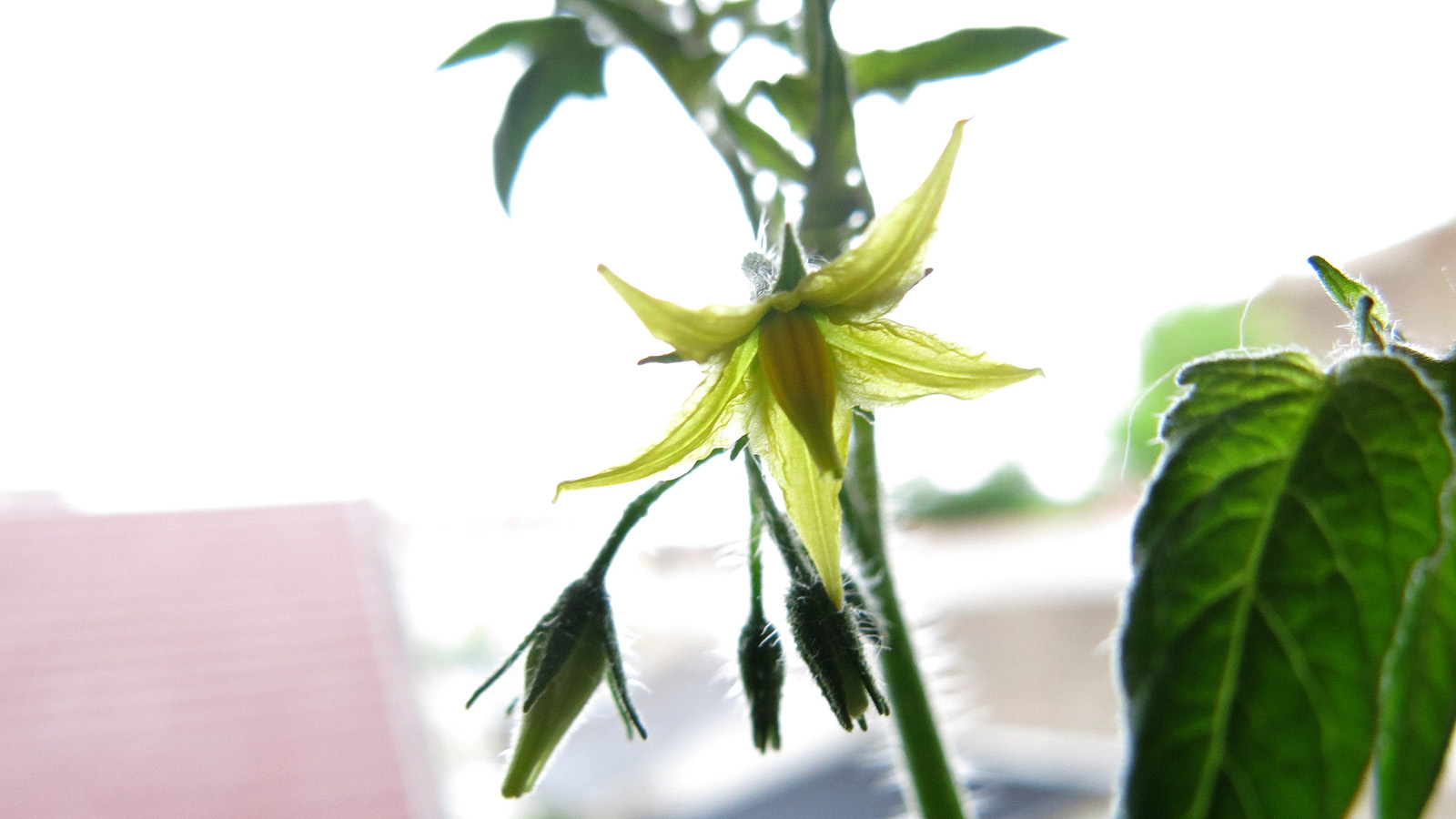 Illustration for article titled A paradicsom a nyaralást is túlélte, beérett – és milyen jól tette!