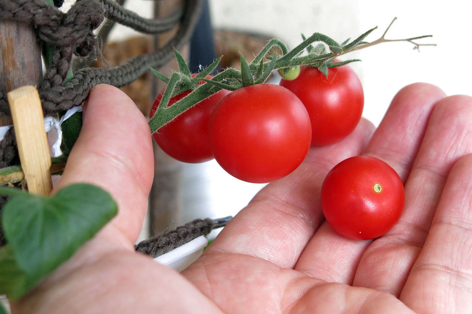 Illustration for article titled A paradicsom a nyaralást is túlélte, beérett – és milyen jól tette!