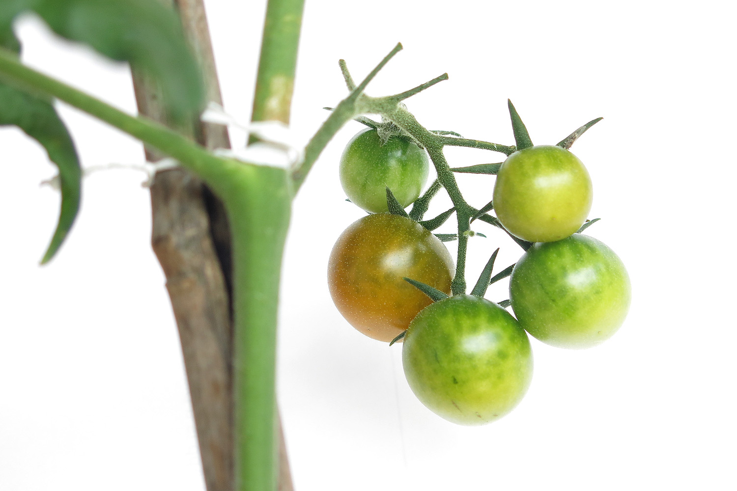 Illustration for article titled A paradicsom a nyaralást is túlélte, beérett – és milyen jól tette!