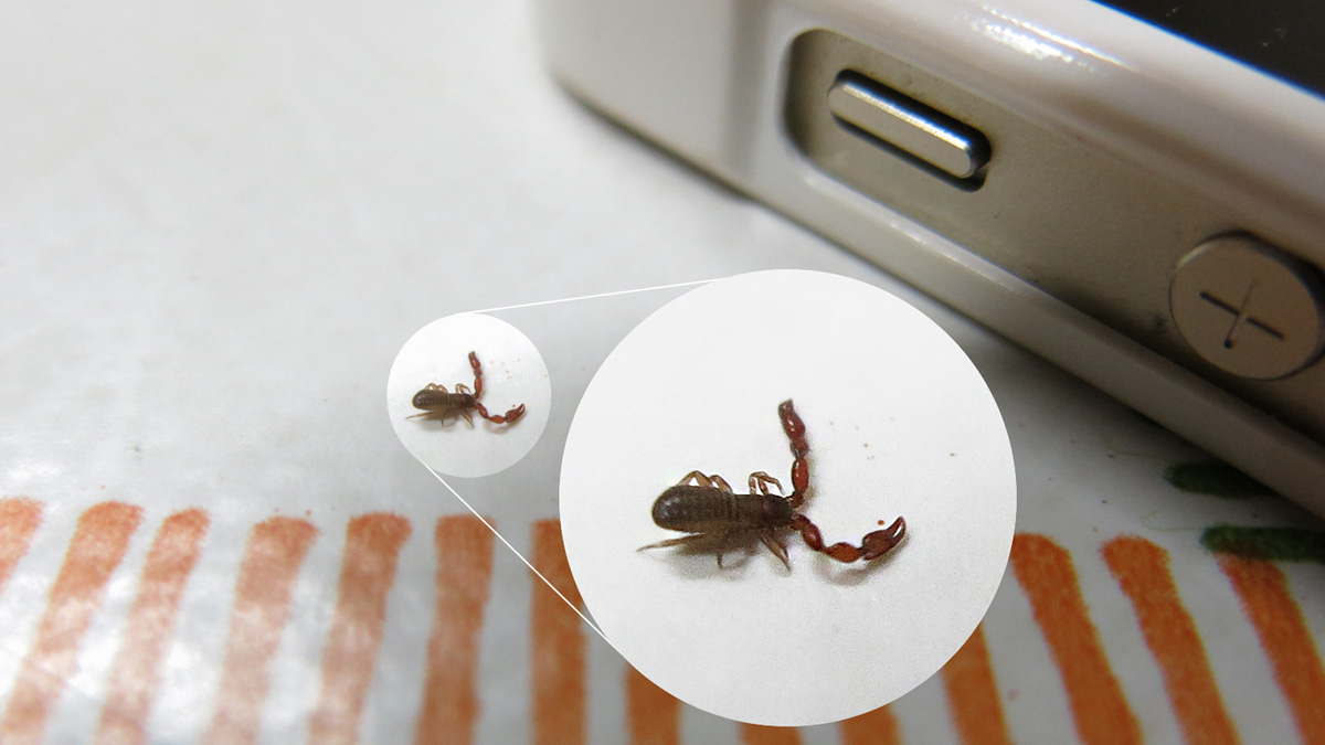 Csak akkora, mint egy hangya, mégis ránk hozta a frászt