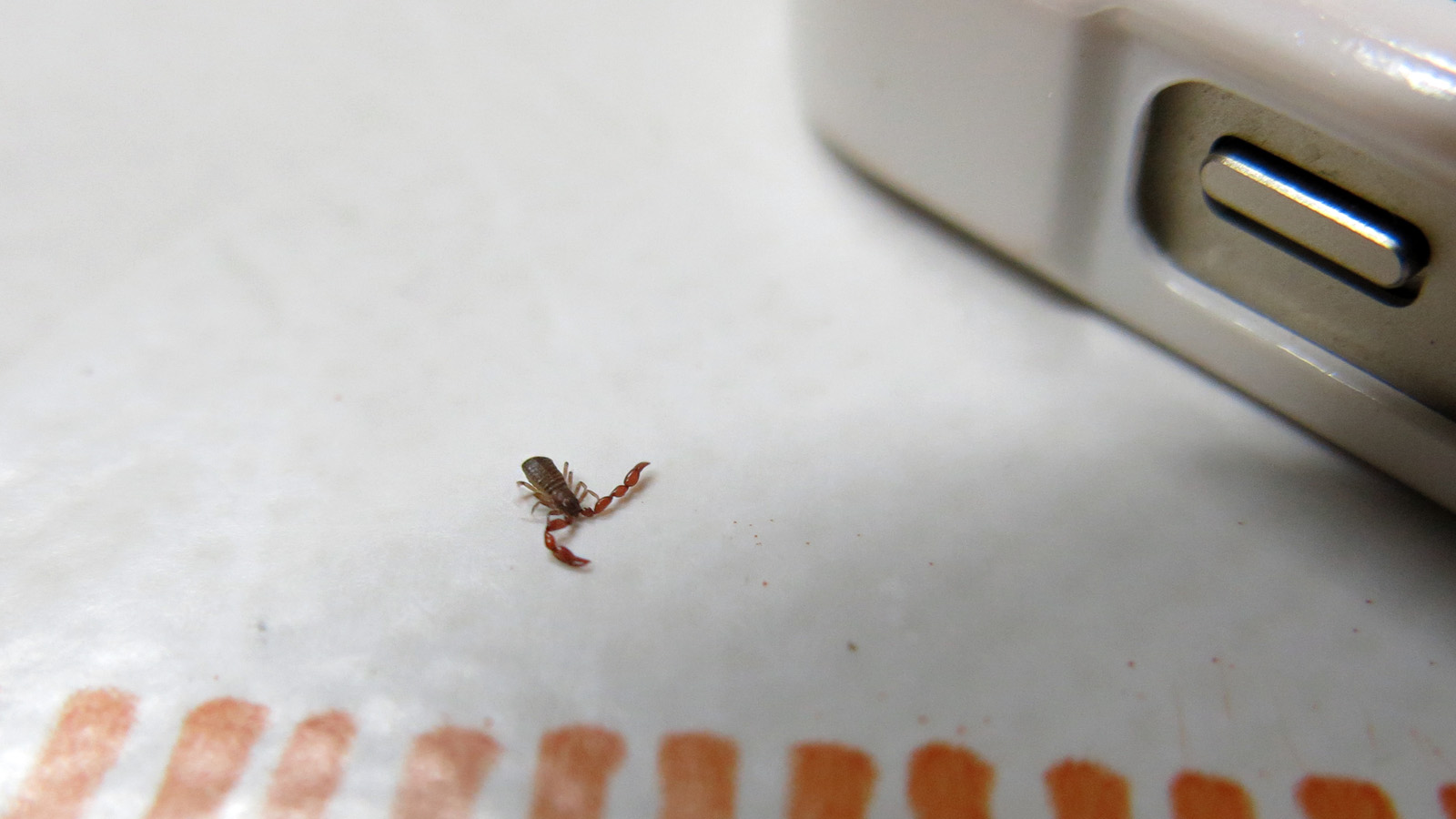 Illustration for article titled Csak akkora, mint egy hangya, mégis ránk hozta a frászt