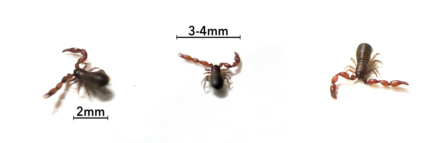 Illustration for article titled Csak akkora, mint egy hangya, mégis ránk hozta a frászt