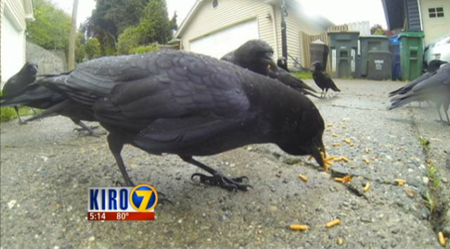 Megkergültek a tévészerepléstől, varjútanya lett a házuk