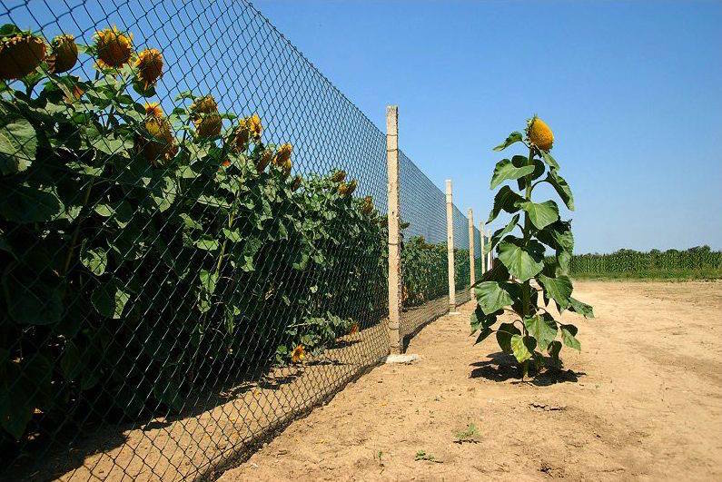 Be kéne állni a sorba, mi?