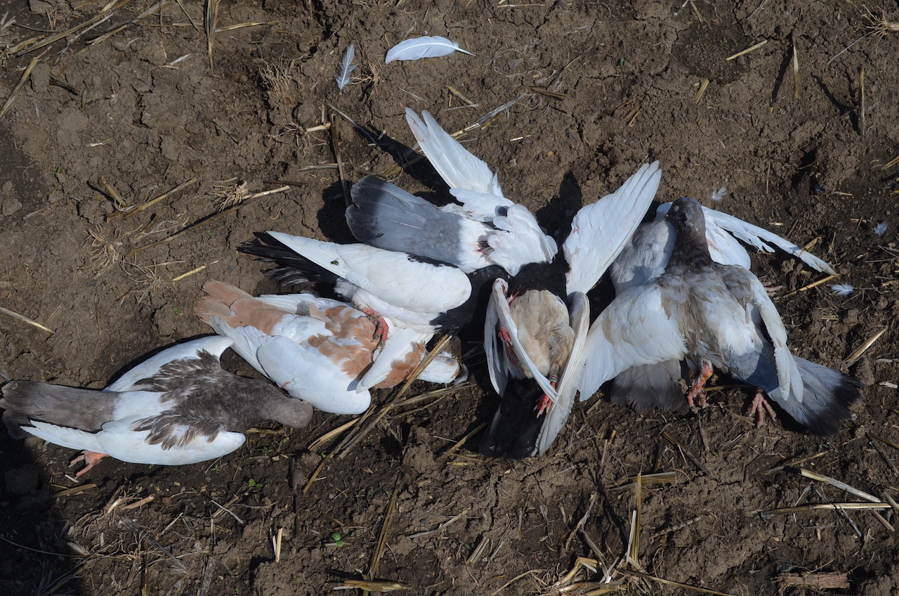 Letartóztatták az unortodox madárpedagógust Törökszentmiklóson