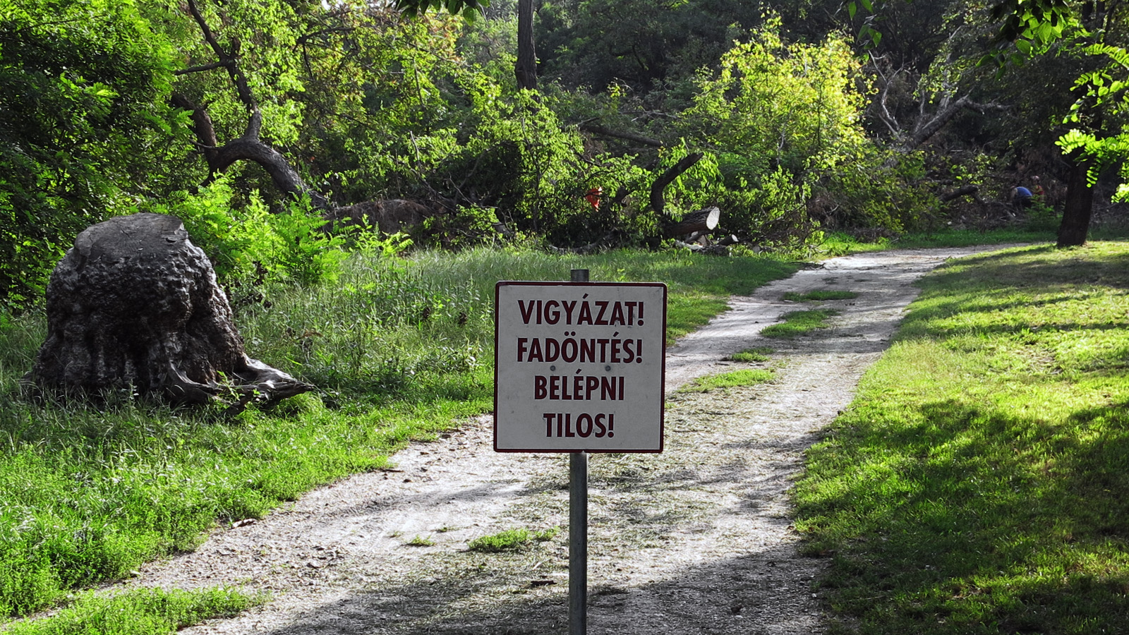 Berreg a láncfűrész! Hullik a forgács!