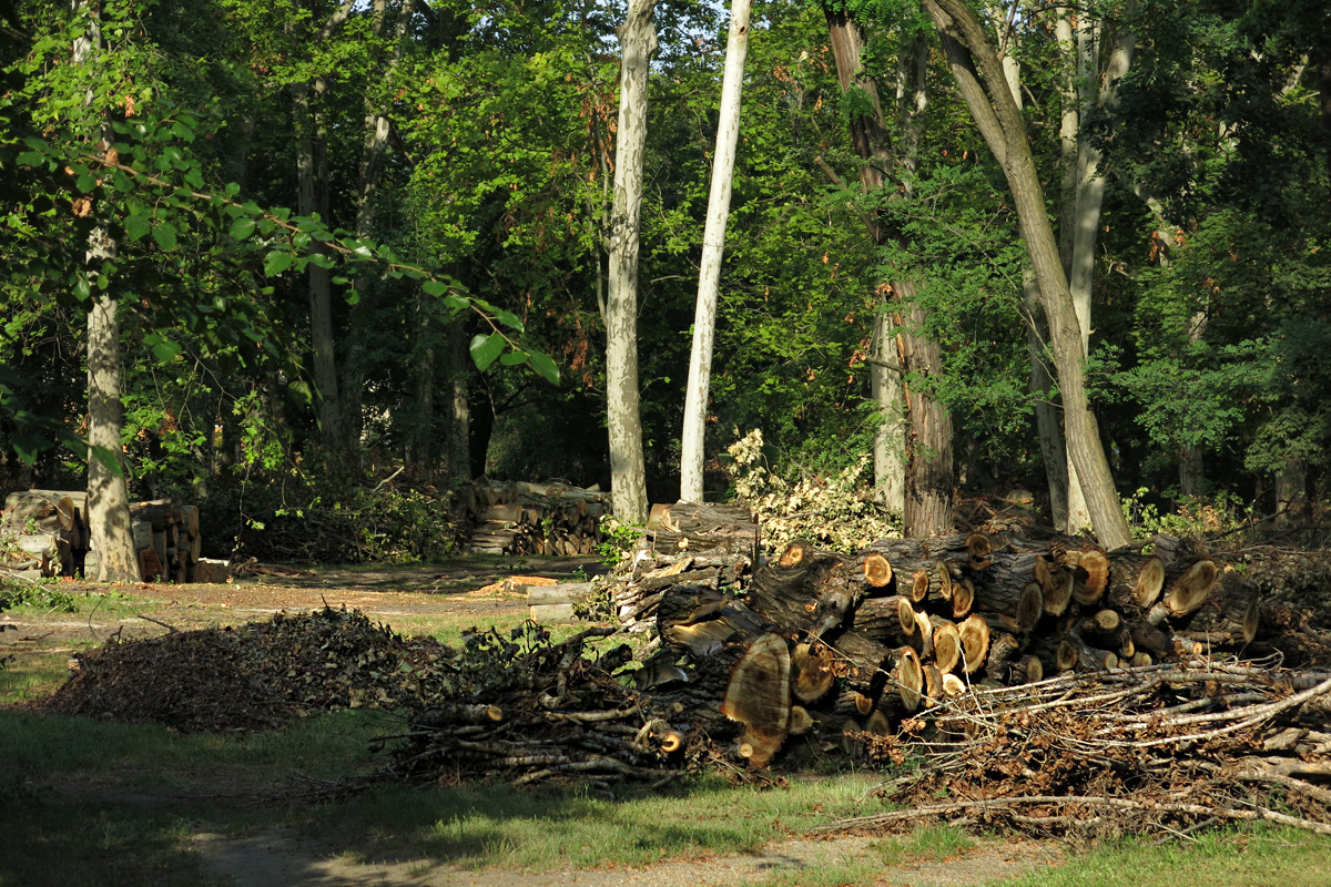 Illustration for article titled Berreg a láncfűrész! Hullik a forgács!