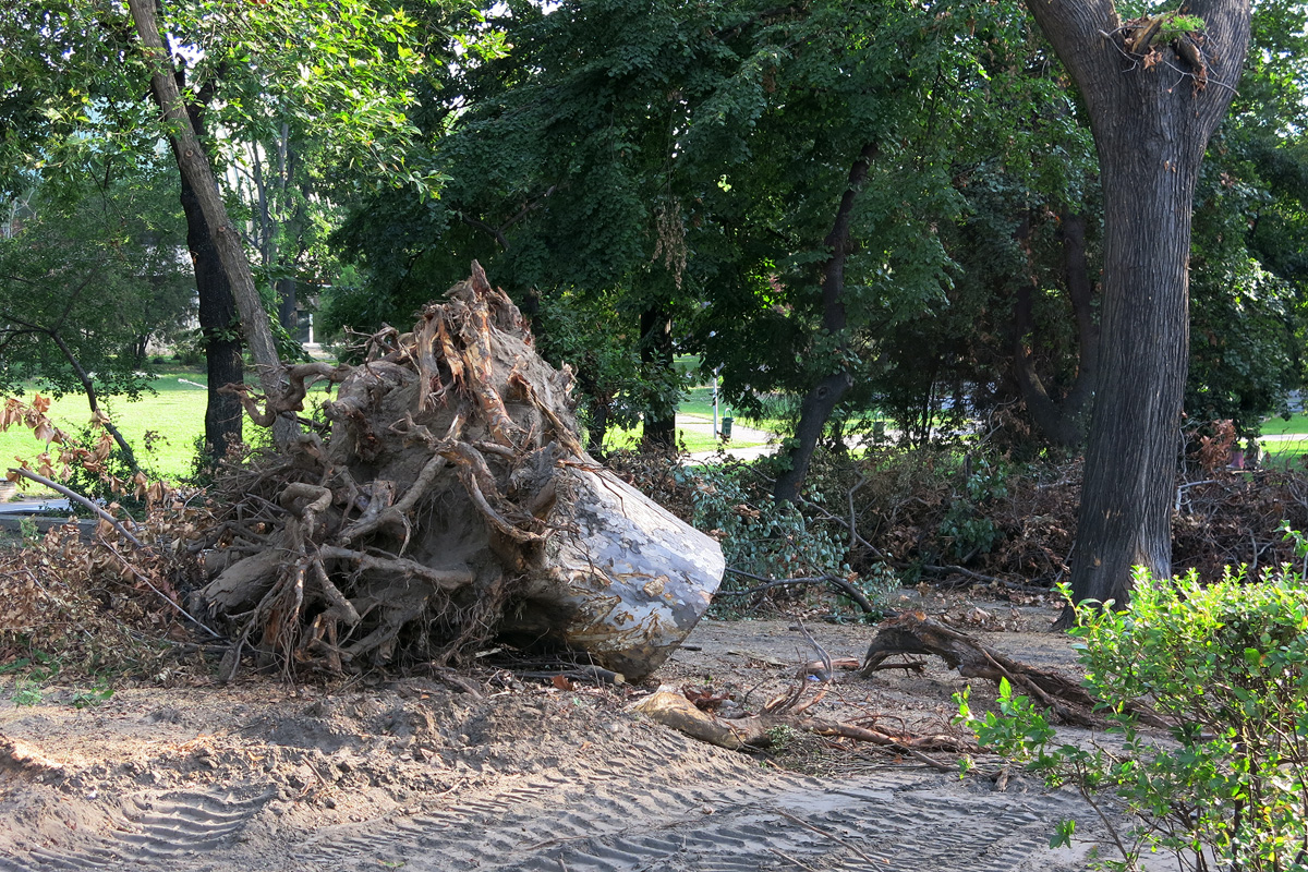 Illustration for article titled Berreg a láncfűrész! Hullik a forgács!