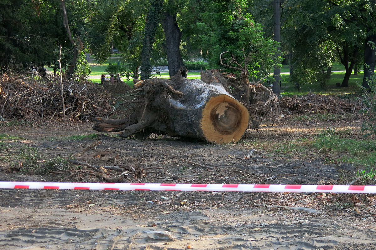 Illustration for article titled Berreg a láncfűrész! Hullik a forgács!