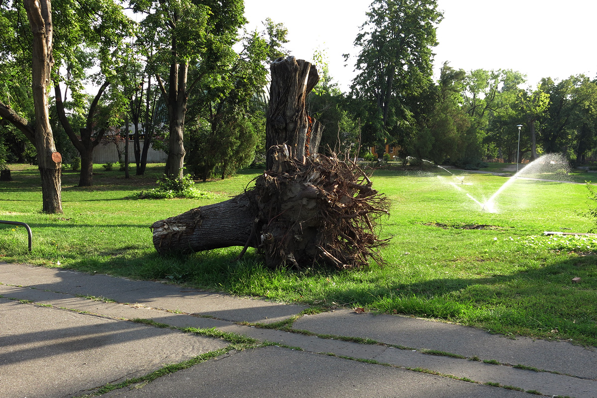 Illustration for article titled Berreg a láncfűrész! Hullik a forgács!