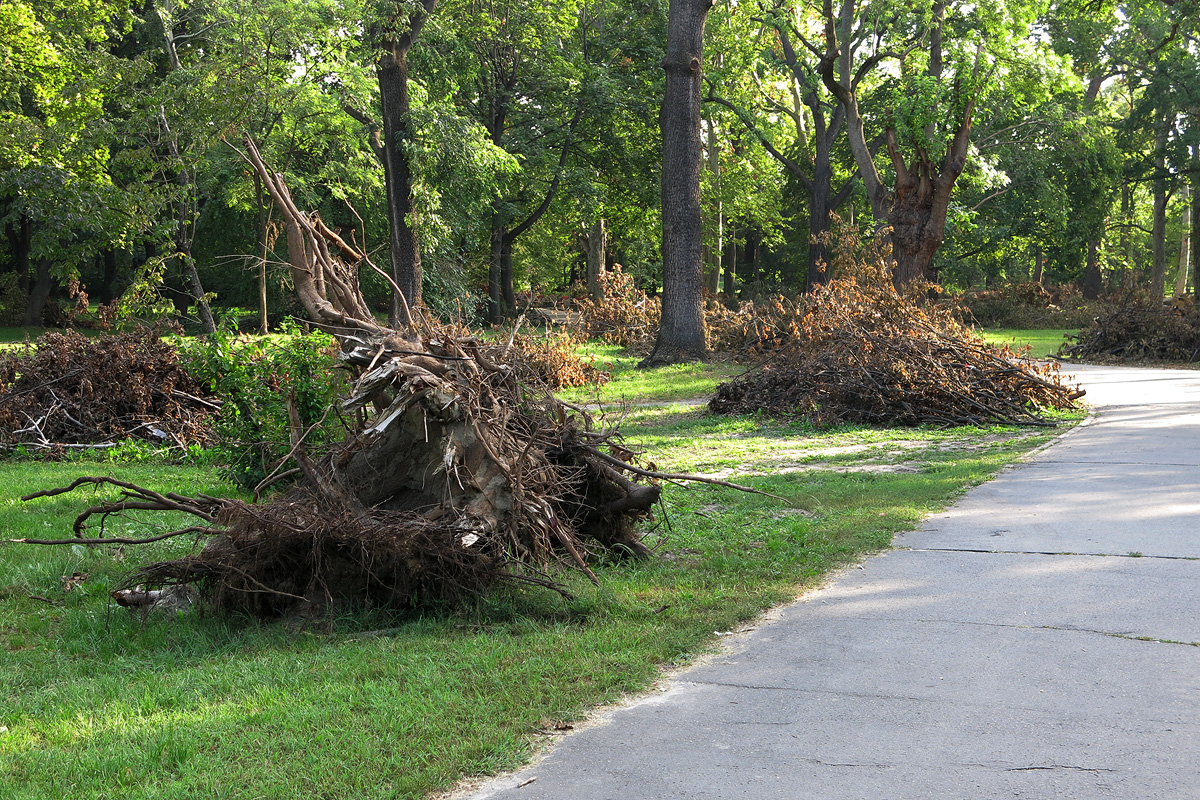 Illustration for article titled Berreg a láncfűrész! Hullik a forgács!