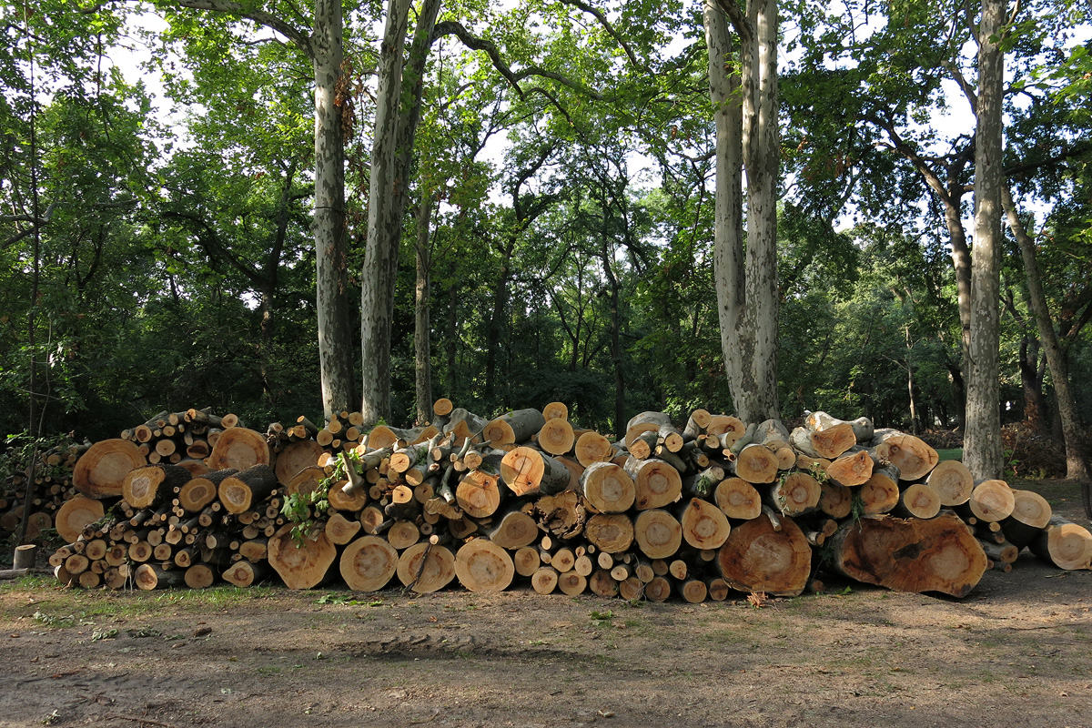 Illustration for article titled Berreg a láncfűrész! Hullik a forgács!