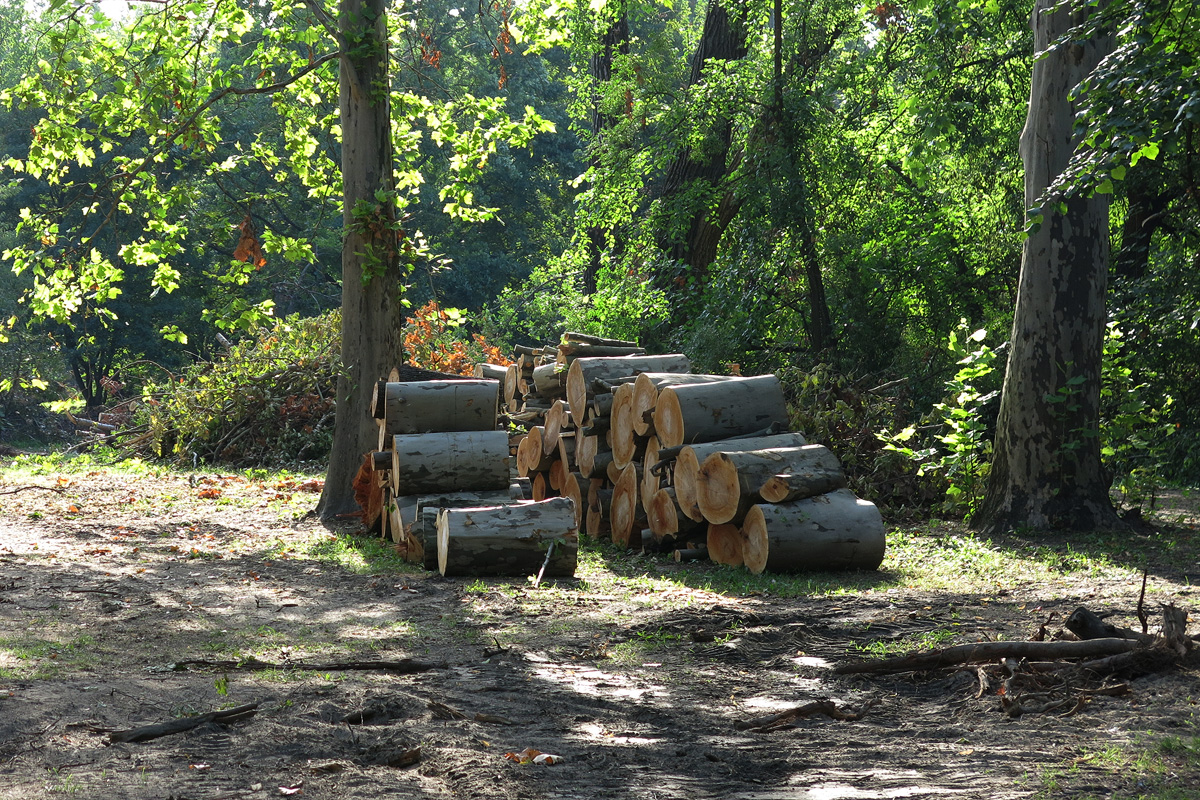 Illustration for article titled Berreg a láncfűrész! Hullik a forgács!