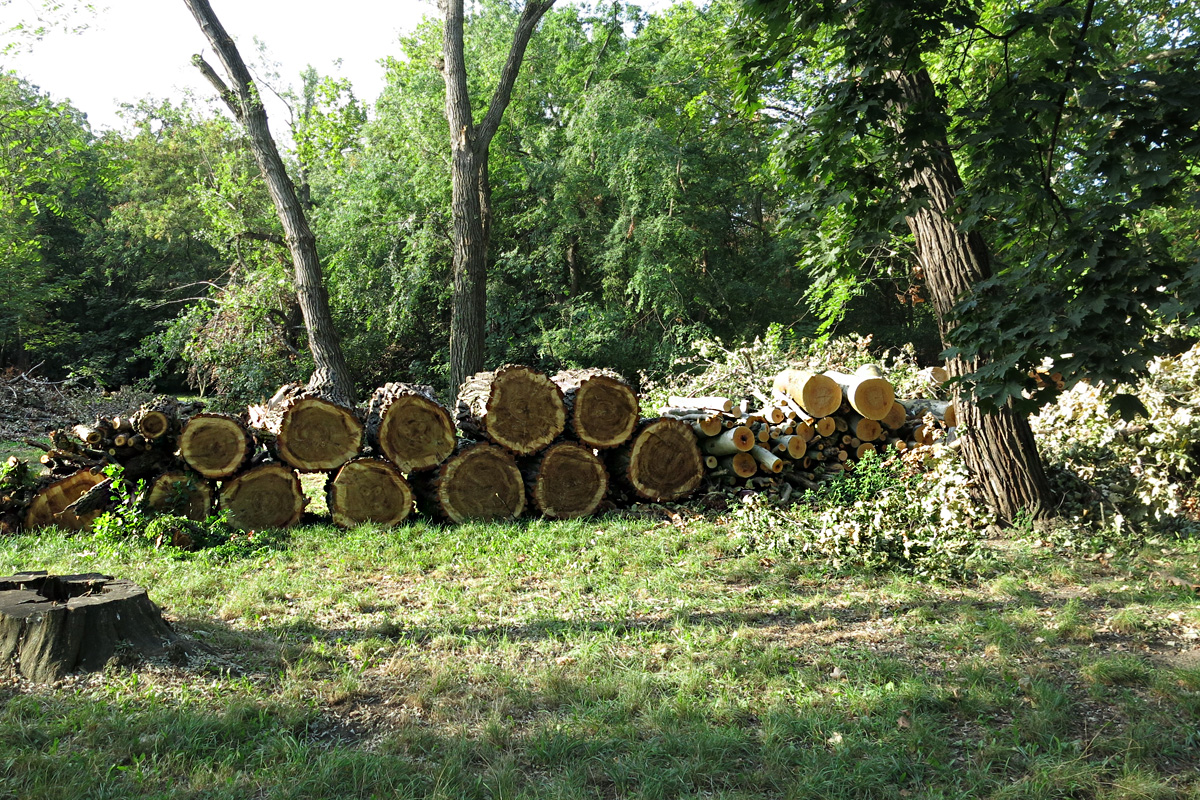 Illustration for article titled Berreg a láncfűrész! Hullik a forgács!