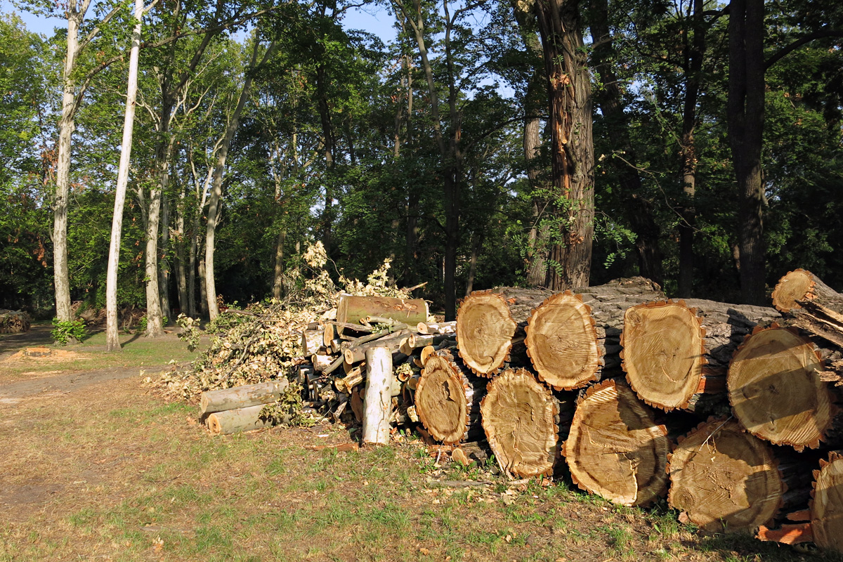 Illustration for article titled Berreg a láncfűrész! Hullik a forgács!