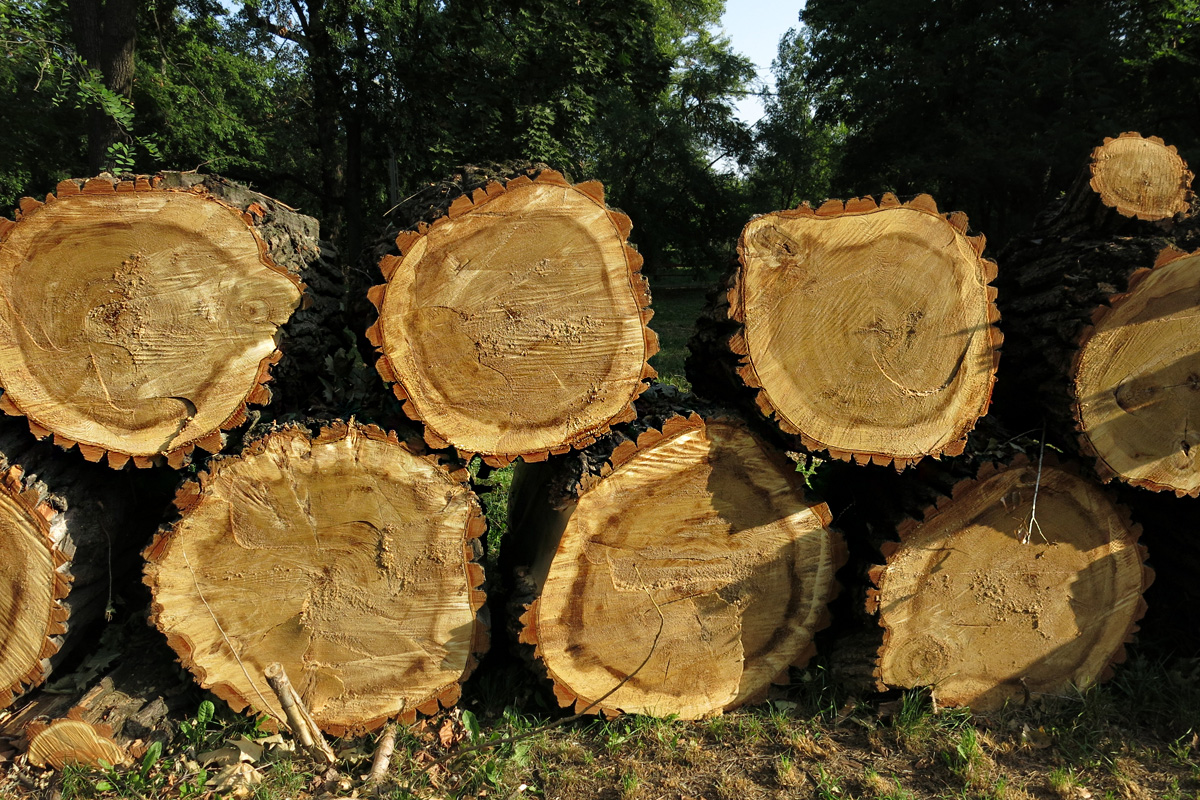 Illustration for article titled Berreg a láncfűrész! Hullik a forgács!