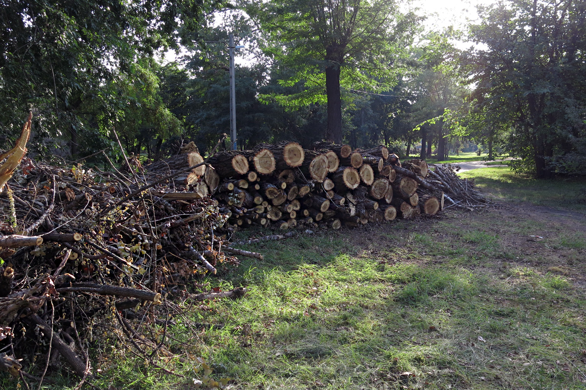 Illustration for article titled Berreg a láncfűrész! Hullik a forgács!
