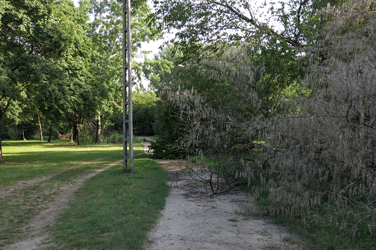 Illustration for article titled Berreg a láncfűrész! Hullik a forgács!