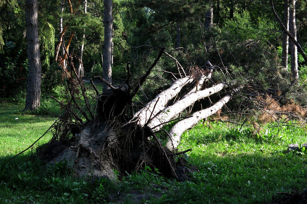 Illustration for article titled Berreg a láncfűrész! Hullik a forgács!